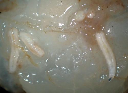 Bactrocera dorsalis